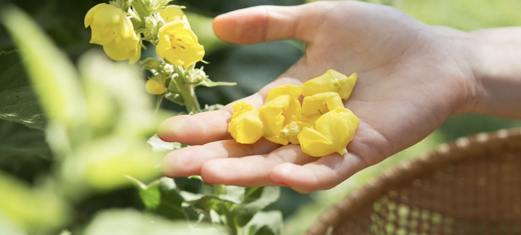 Mullein - The Historical Healing Herb You Never Heard About